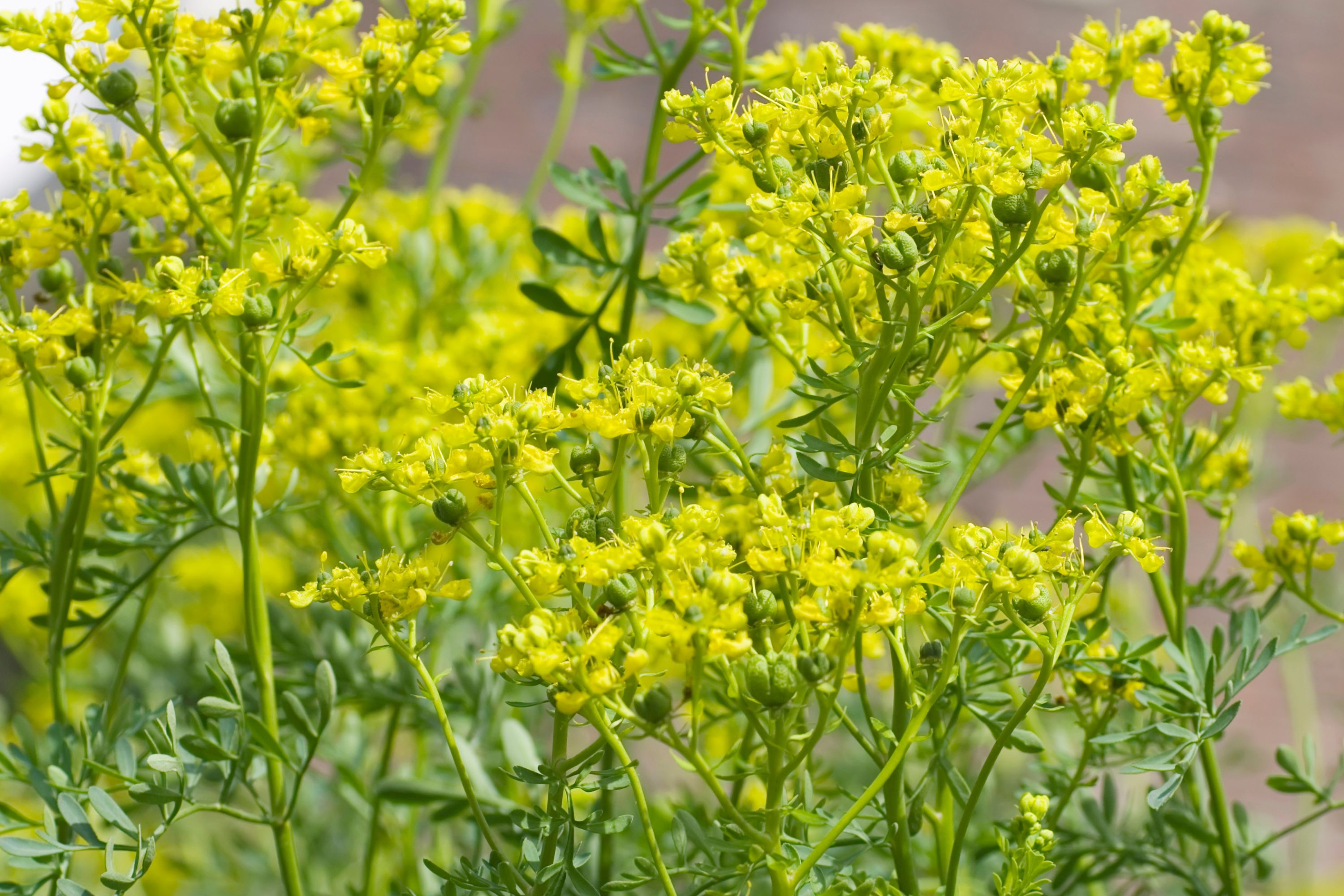 Ethiopian Rue